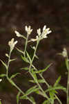 Heller's cudweed